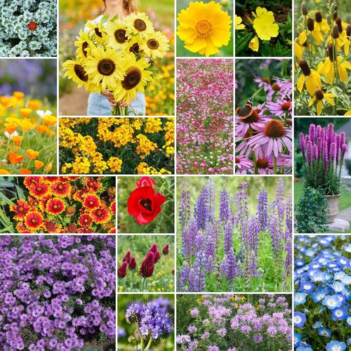 Eden Brothers Wildflower Mixed Seeds - Attract Pollinators | 1/4 lb, 120,000+ Seeds, Plant in Spring or Fall