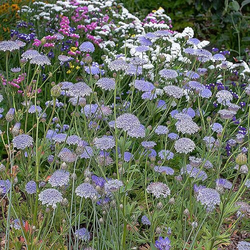 Didiscus Caeruleus Blue Lace Flower Seeds - 200 Premium Seeds for Stunning Gardens