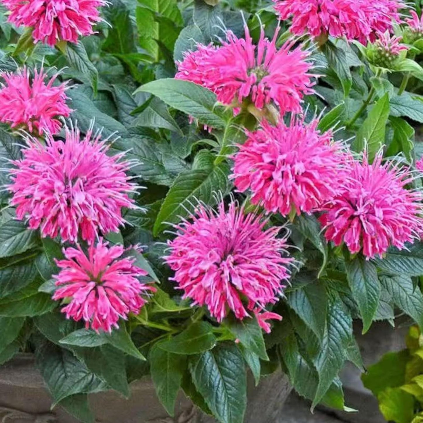 Monarda Bee Balm Seeds - Vibrant Pink Blooms for Pollinator-Friendly Gardens | 1000 Seeds