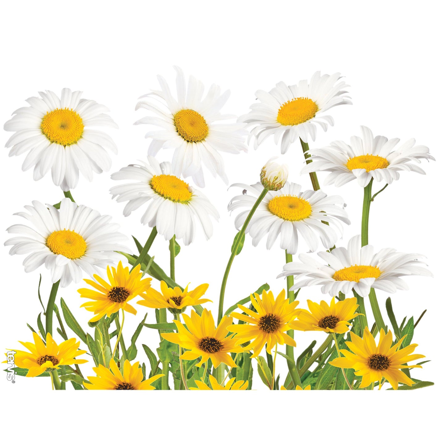 Tervis White Daisies Made in USA Double Walled Insulated Tumbler Travel Cup Keeps Drinks Cold & Hot, 24oz, Clear