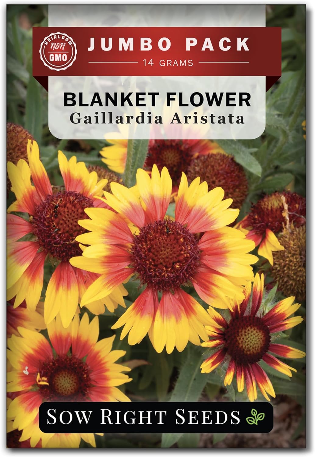 Sow Right Seeds - Bulk Blanket Flower Seeds - Non-GMO Heirloom Jumbo Pack, 14g | 5000 Seeds for Vibrant Gardens