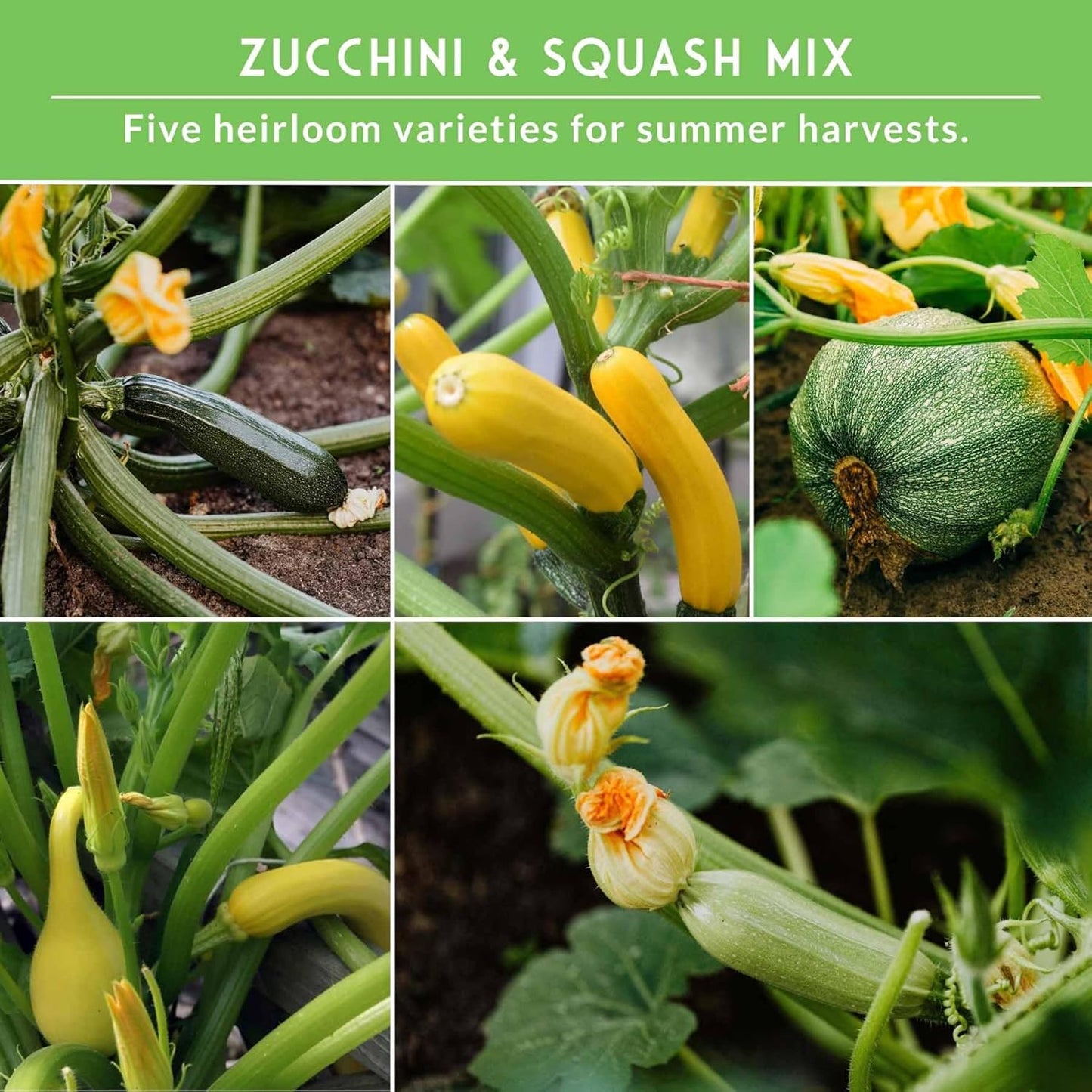 Survival Garden Seeds - Zucchini & Squash Collection | Non-GMO Heirloom Seeds Assortment