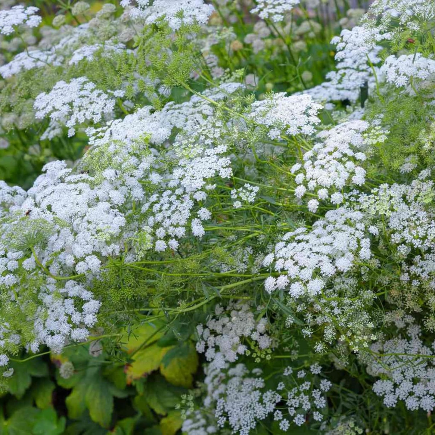 Queen Anne's Lace Seeds - 1000+ Heirloom Non-GMO Organic Wildflower Seeds | Pollinator-Friendly Garden