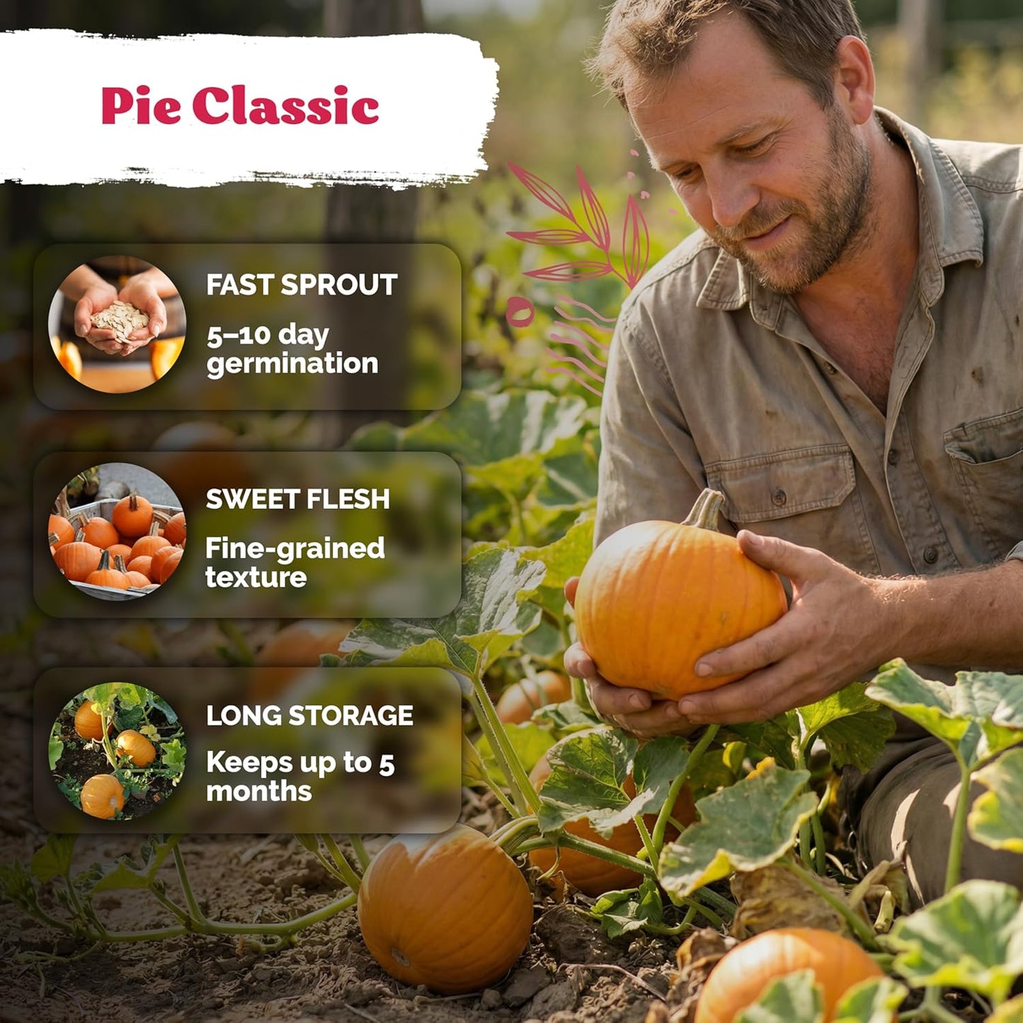 KVITER Organic Sugar Pumpkin Seeds - Heirloom Cucurbita Pepo for Sweet Pies & Canning | Perfect for Outdoor Gardens