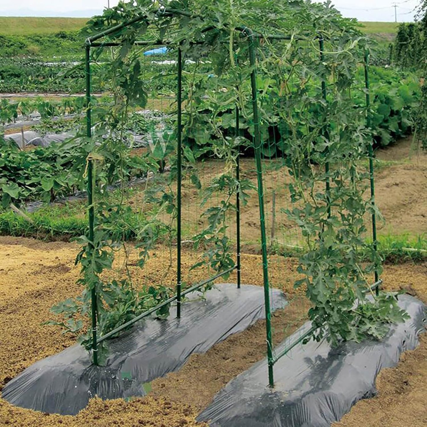 Xiny Tool Garden Stakes - 25 Pack Steel Tomato Stakes with Plastic Coating | 58 Inch Height for Climbing Plants