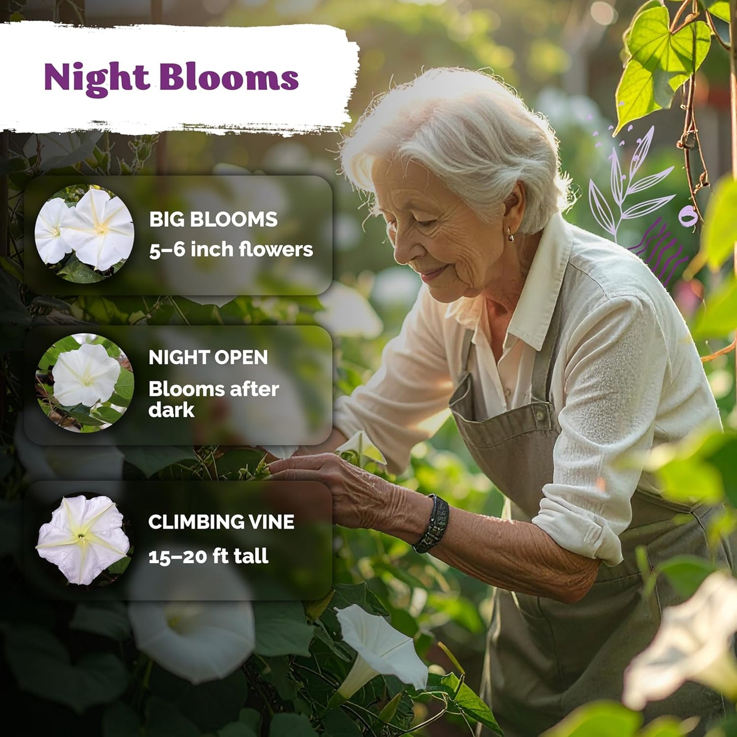 KVITER Moonflower Seeds - 50 Heirloom Ipomoea Alba Seeds for Indoor & Outdoor Gardens