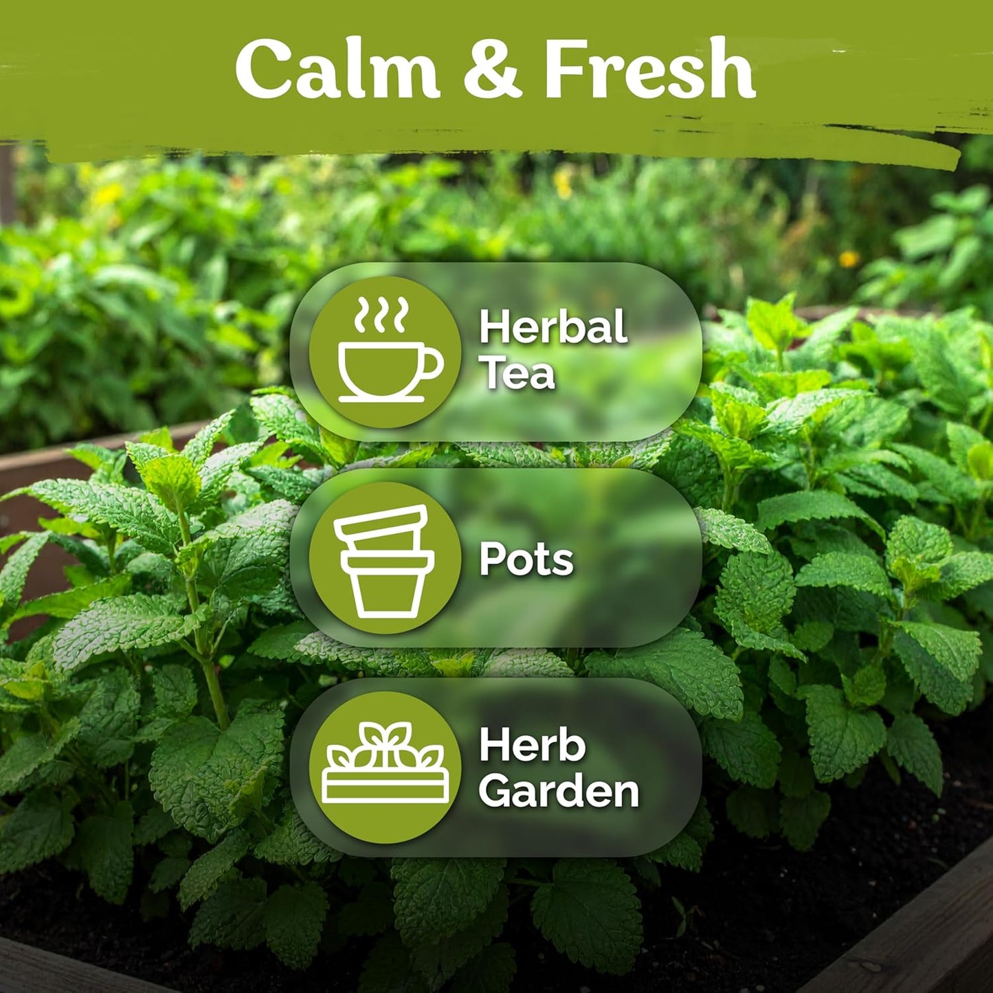 KVITER Lemon Balm Seeds - Organic Heirloom Melissa Officinalis for Calming Tea | Indoor & Outdoor Herb Garden