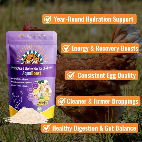 Buff Clucks AquaBoost Probiotic & Electrolyte Powder for Chickens - Natural Hydration & Gut Support - 8 oz
