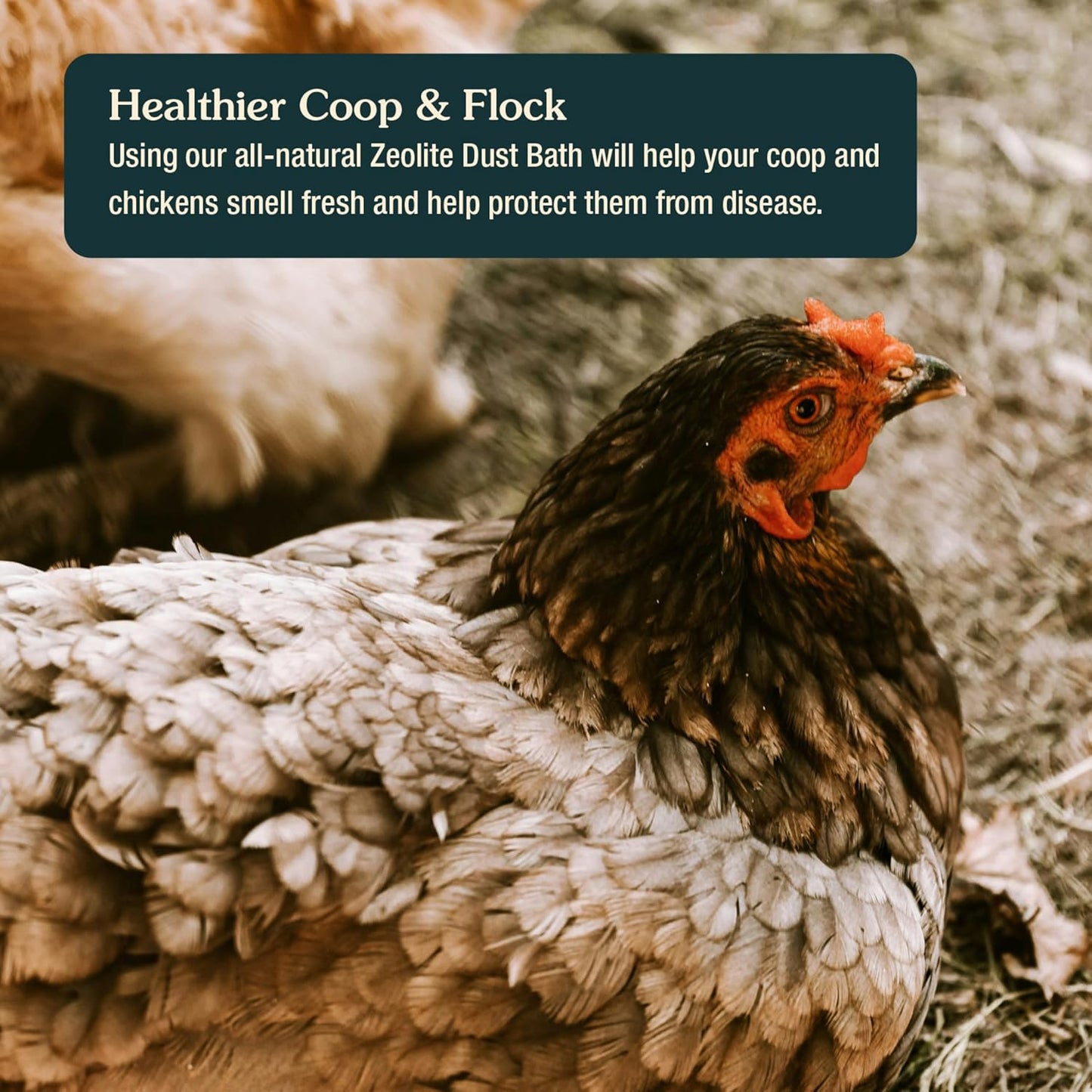 Zeolite Chicken Dust Bath - All-Natural Finely Milled Dust in 12 lb Kraft Box | Made in The USA