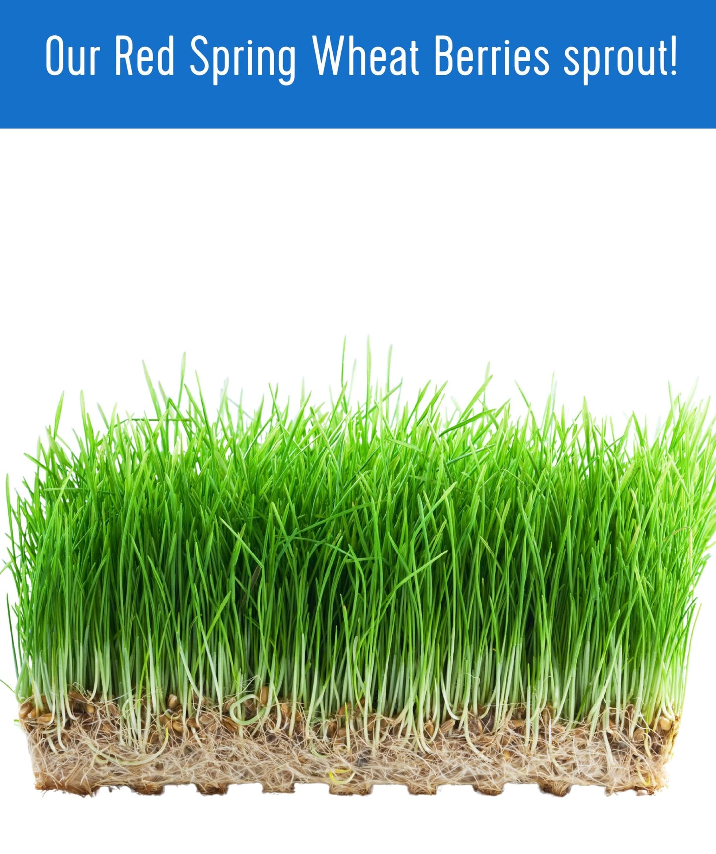 Palouse Brand Certified Glyphosate Residue Free Hard Red Spring Wheat Berries | 5 LBS | 100% Non-Irradiated | Certified Kosher Parve | USA Grown | Non-GMO Project Verified