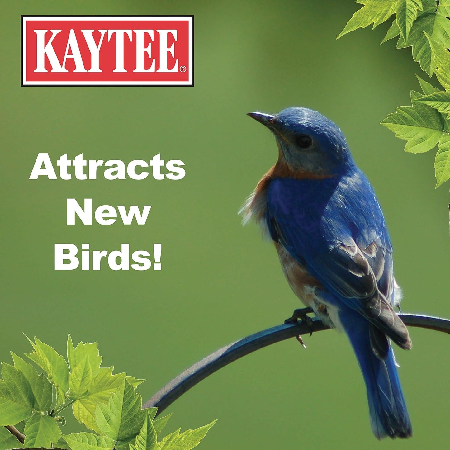 Kaytee Wild Bird Food - Mealworms for Bluebirds, Wrens, Robins & More | 3.5 Ounce Pack