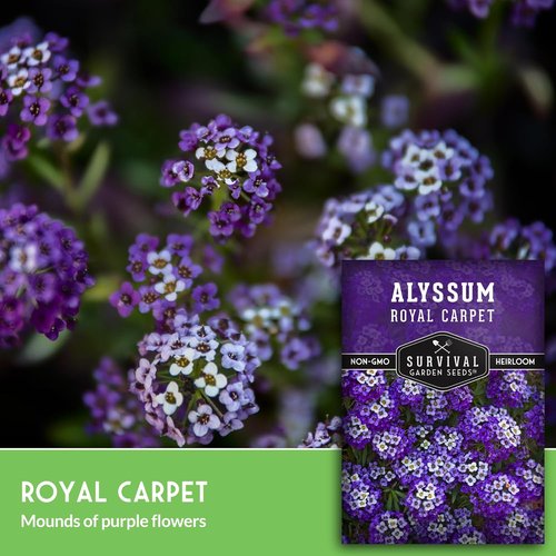 Alyssum Seeds for Planting - Sweet Royal Carpet Purple - Fragrant Non-GMO Perennial Flower | 1 Pack