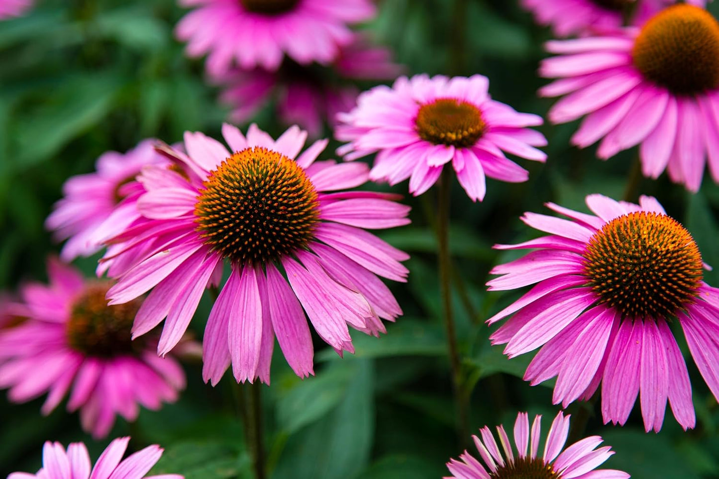 TKE Farms & Gardens - Purple Coneflower Seeds | 90+ Non-GMO Heirloom Echinacea for Stunning Blooms