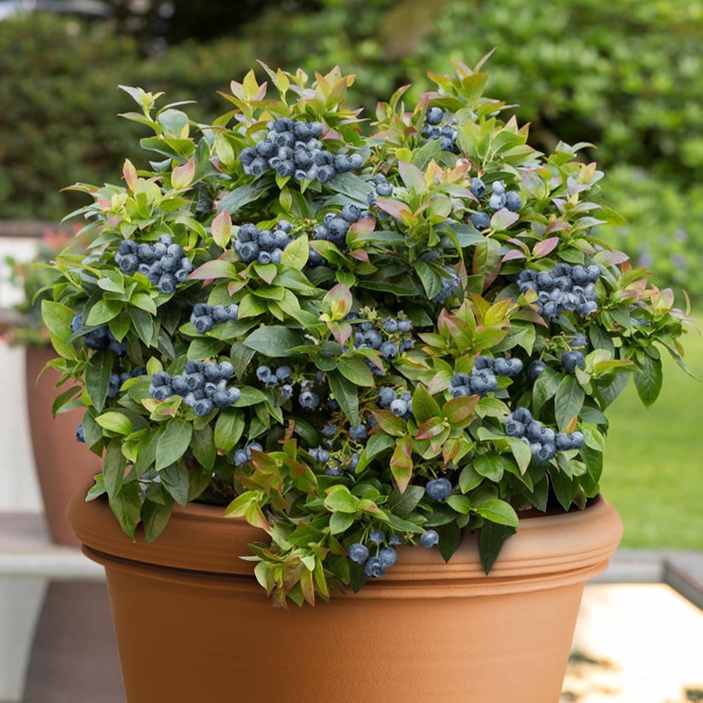 KVITER Blueberry Seeds - Sweet Dwarf Lowbush Heirloom Plant Seeds | Non-GMO Organic, 100 Count