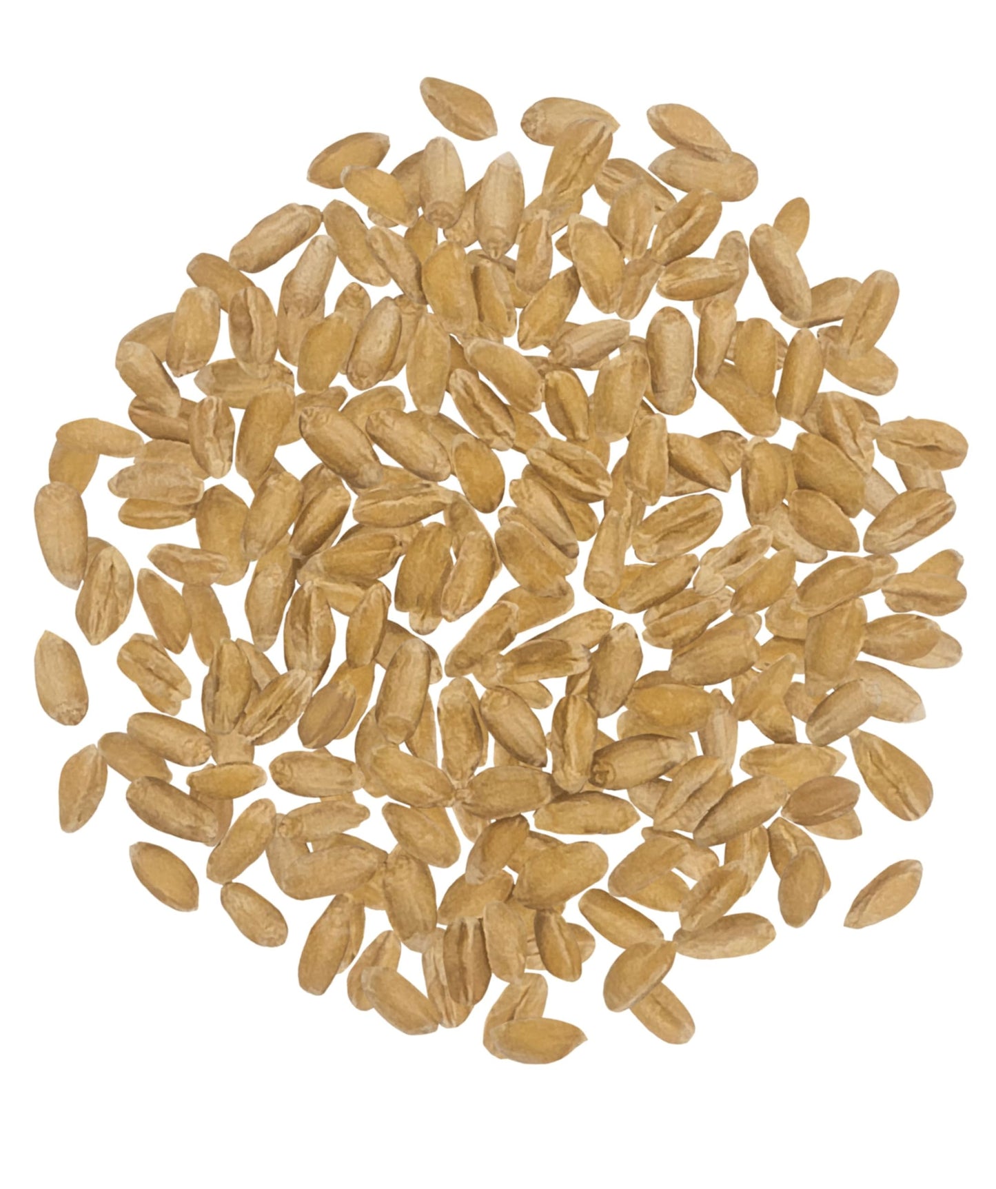 CLEAR CREEK Spelt Berries | 4 lb | Vegan | Non-GMO Project Verified | North American Grown