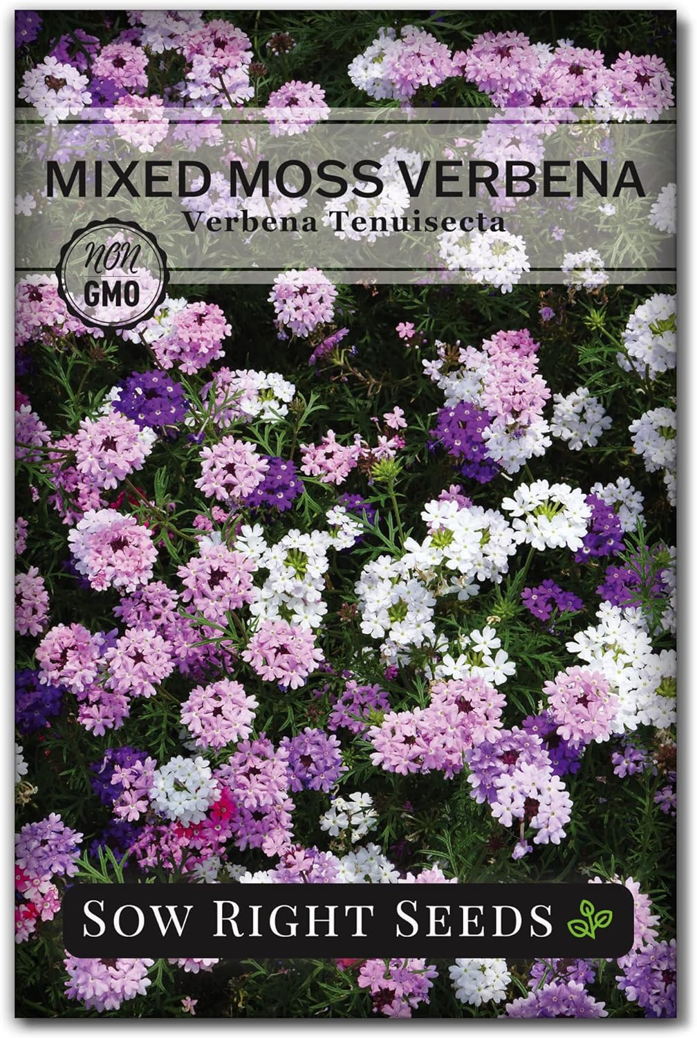 Sow Right Seeds - Mixed Moss Verbena Flower Seeds | Non-GMO Heirloom for Vibrant Ground Cover