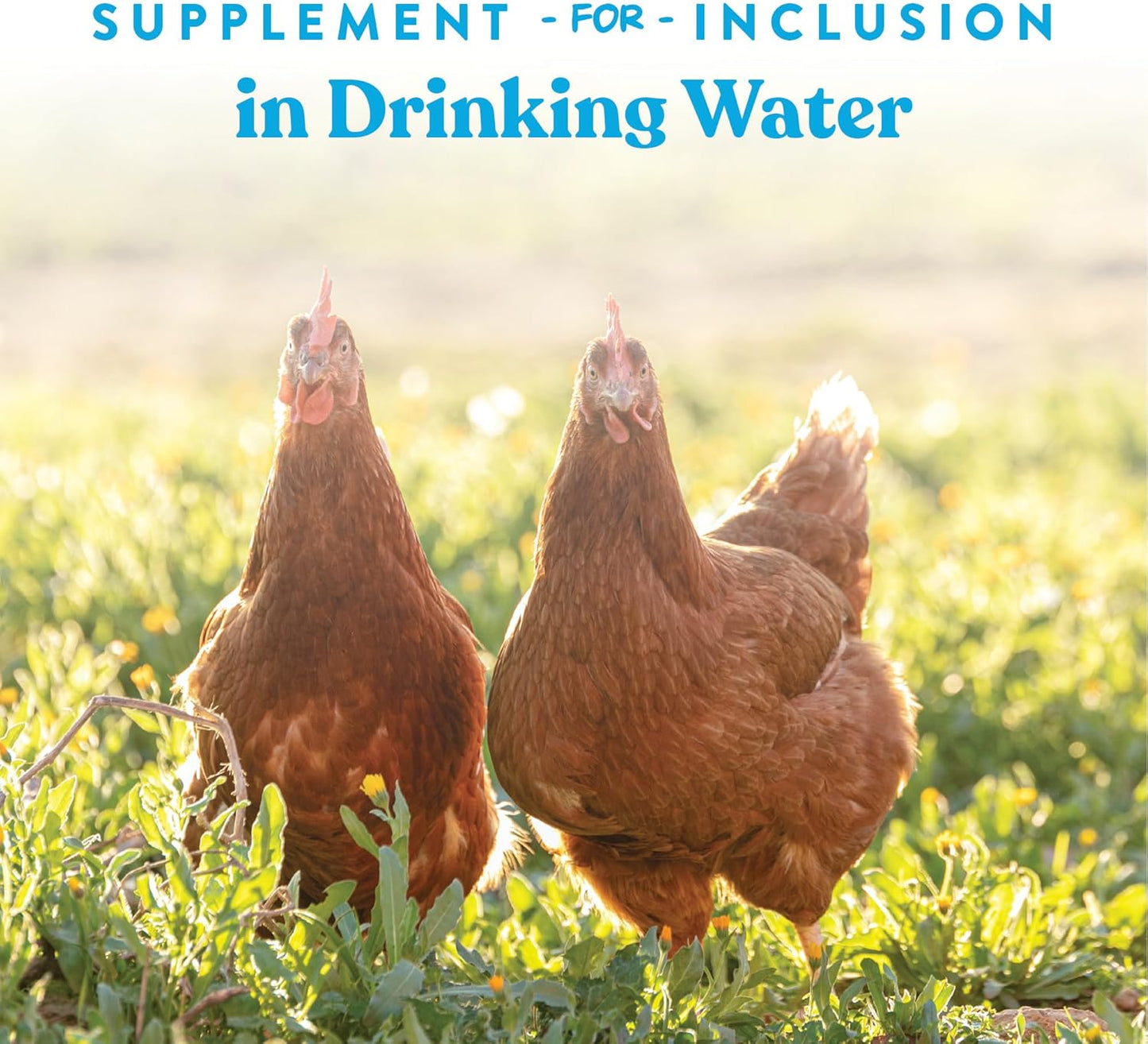 Manna Pro Hydro-Hen Poultry Electrolyte & Probiotic Supplement - Hydration Support for Chickens & Ducks | 20 oz