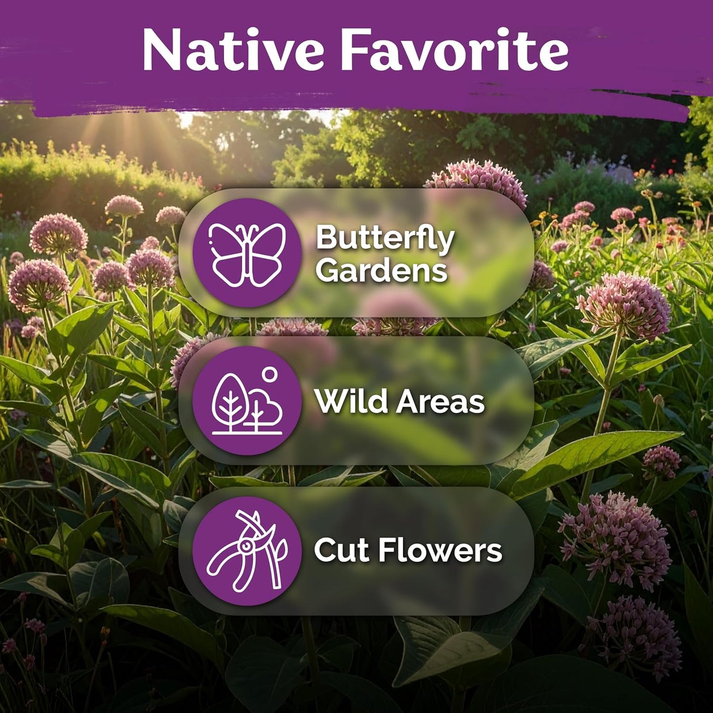 KVITER 150 Common Milkweed Seeds - Pink Perennial Wildflower for Butterflies | Non-GMO Heirloom Seed Packets for Gardens