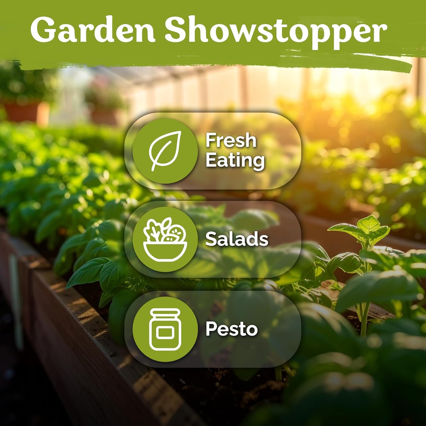 KVITER Genovese Basil Seeds - Classic Italian Herb for Kitchen Gardens | Non-GMO & Heirloom, Indoor/Outdoor