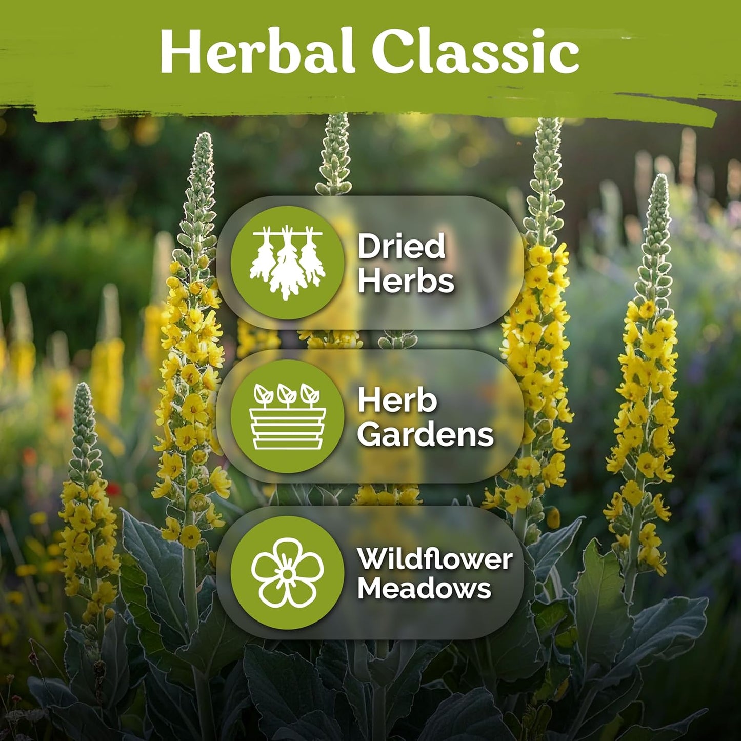 KVITER Mullein Seeds (Verbascum Thapsus) - Non-GMO Organic Heirloom Seeds for Herb Garden - 1,500 Count