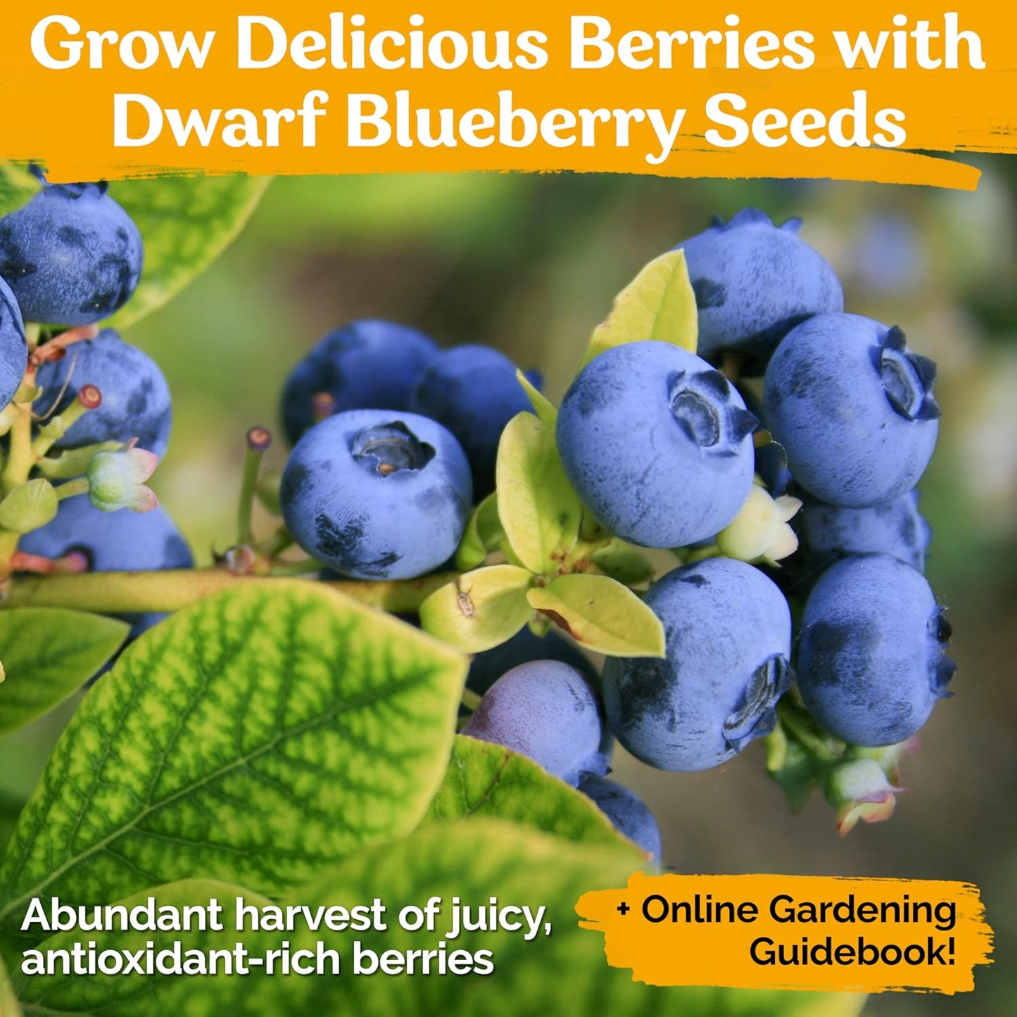 KVITER Blueberry Seeds - Sweet Dwarf Lowbush Heirloom Plant Seeds | Non-GMO Organic, 100 Count