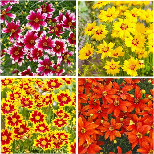 Coreopsis | 2000+ Non-GMO Dwarf Wild Flower Seeds for Outdoor Planting - Perennial Blooming Garden