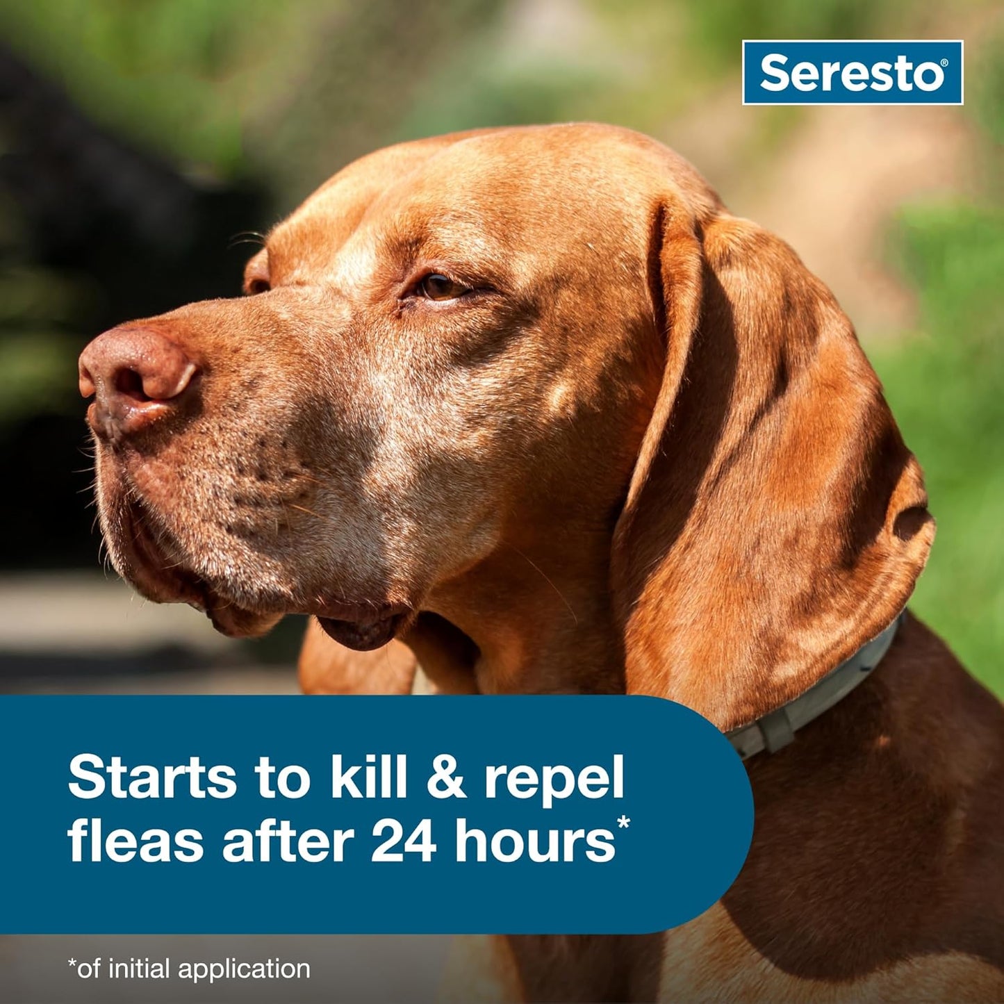 Seresto Flea & Tick Collar for Dogs Over 18 lbs - Vet-Recommended 8-Month Treatment & Prevention
