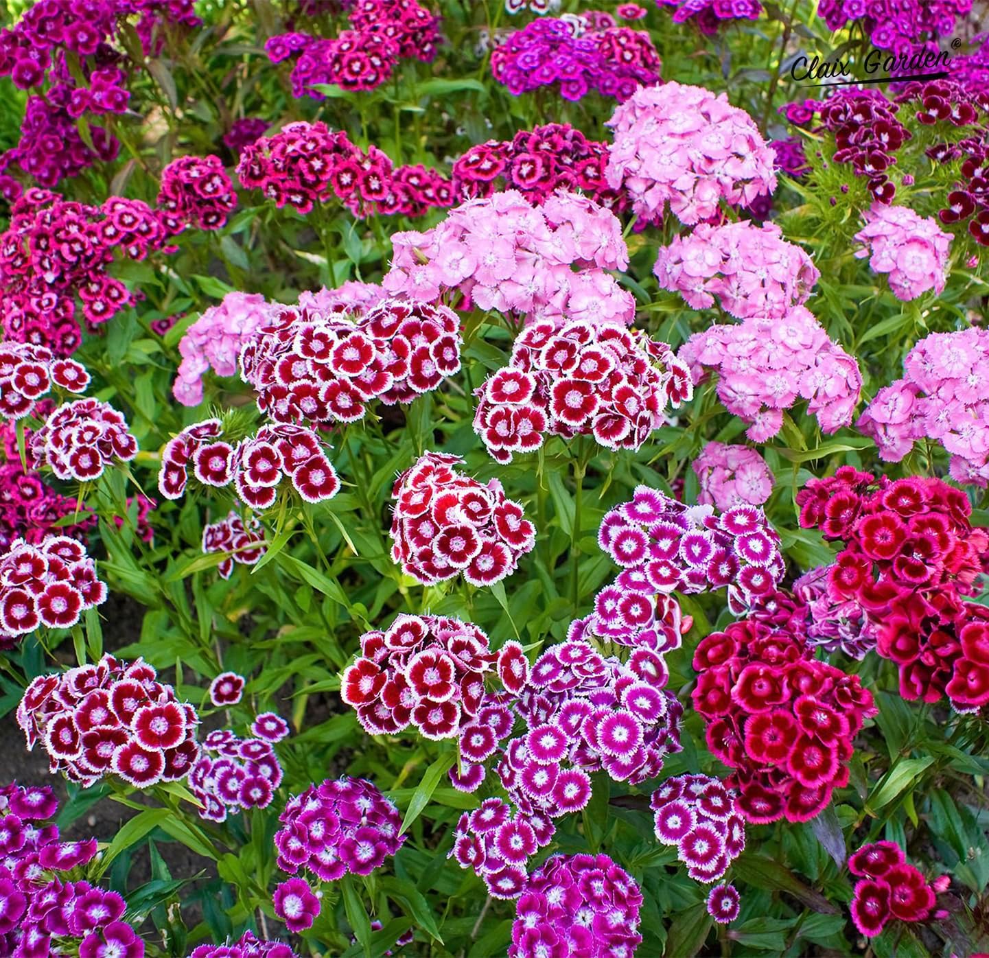 Sweet William Mix - Dianthus Barbatus Seeds | 10,000 Non-GMO Heirloom Seeds for Vibrant Pollinator Gardens