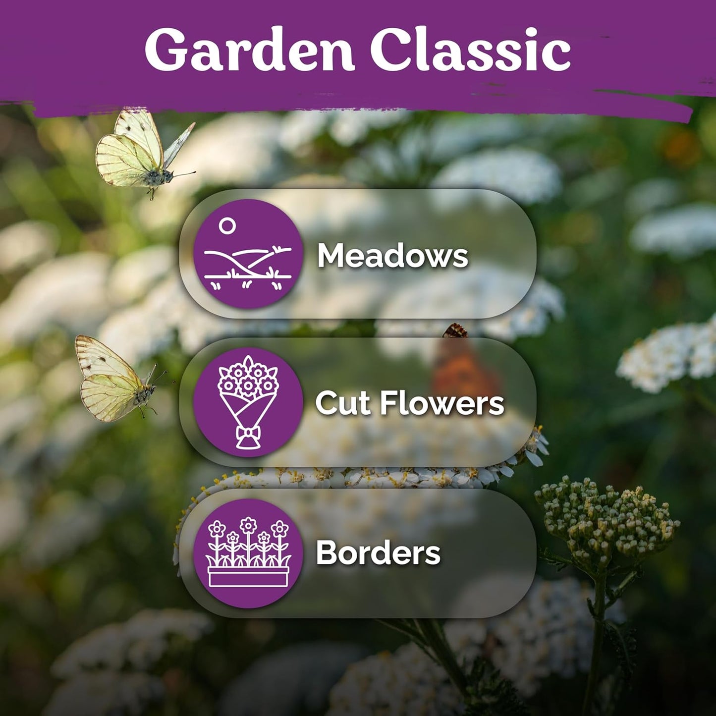 KVITER 7000 White Yarrow Seeds - Organic Heirloom Perennial Flower Seeds for Herb Gardens & Meadows