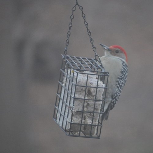 C&S Berry Delight No-Melt Suet Dough - 11.75 oz | Perfect For Attracting Wild Birds