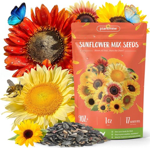 Giant Mammoth Sunflower Seeds - 3000+ Heirloom Seeds for Home Garden | High Germination & Pollinator Friendly