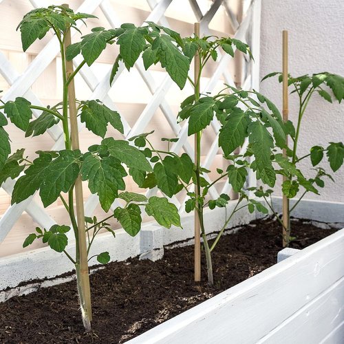 BOVITRO 18-Inch Natural Bamboo Plant Stakes - 20 Pcs Support for Tomatoes, Beans & Potted Plants
