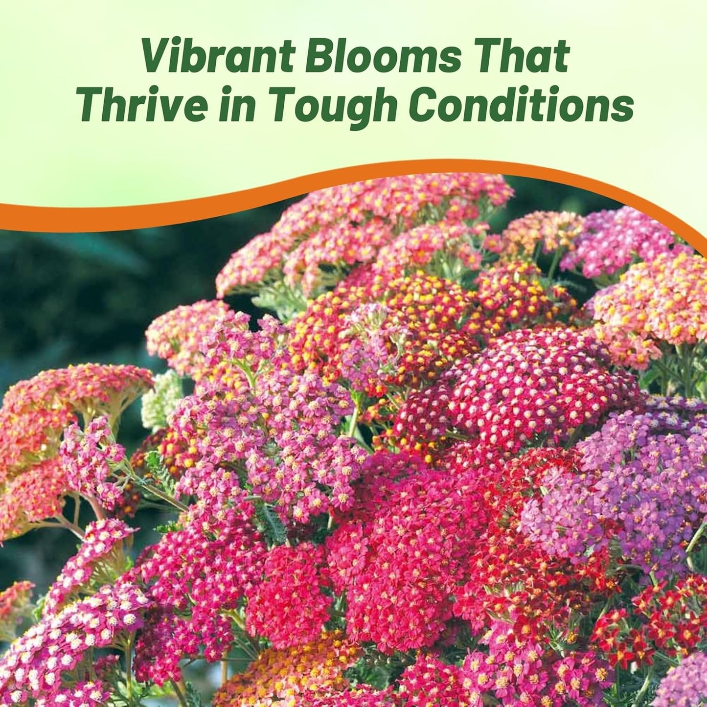 Outsidepride Summer Berries Mix Yarrow Seeds - 1000 Pcs | Perennial, Drought-Tolerant Flower Seeds for Vibrant Blooms