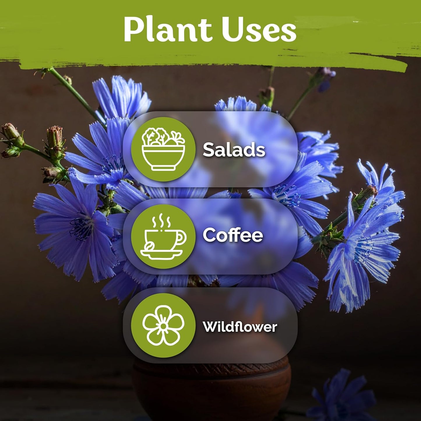 KVITER 550 Chicory Seeds - Heirloom Cichorium Intybus for Planting | Bulk Wildflower Seed Packets