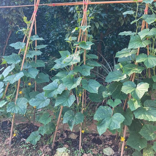 BOVITRO Bamboo Garden Stakes - 4FT Natural Plant Supports for Tomatoes, Beans & Climbing Plants | 25 Pcs