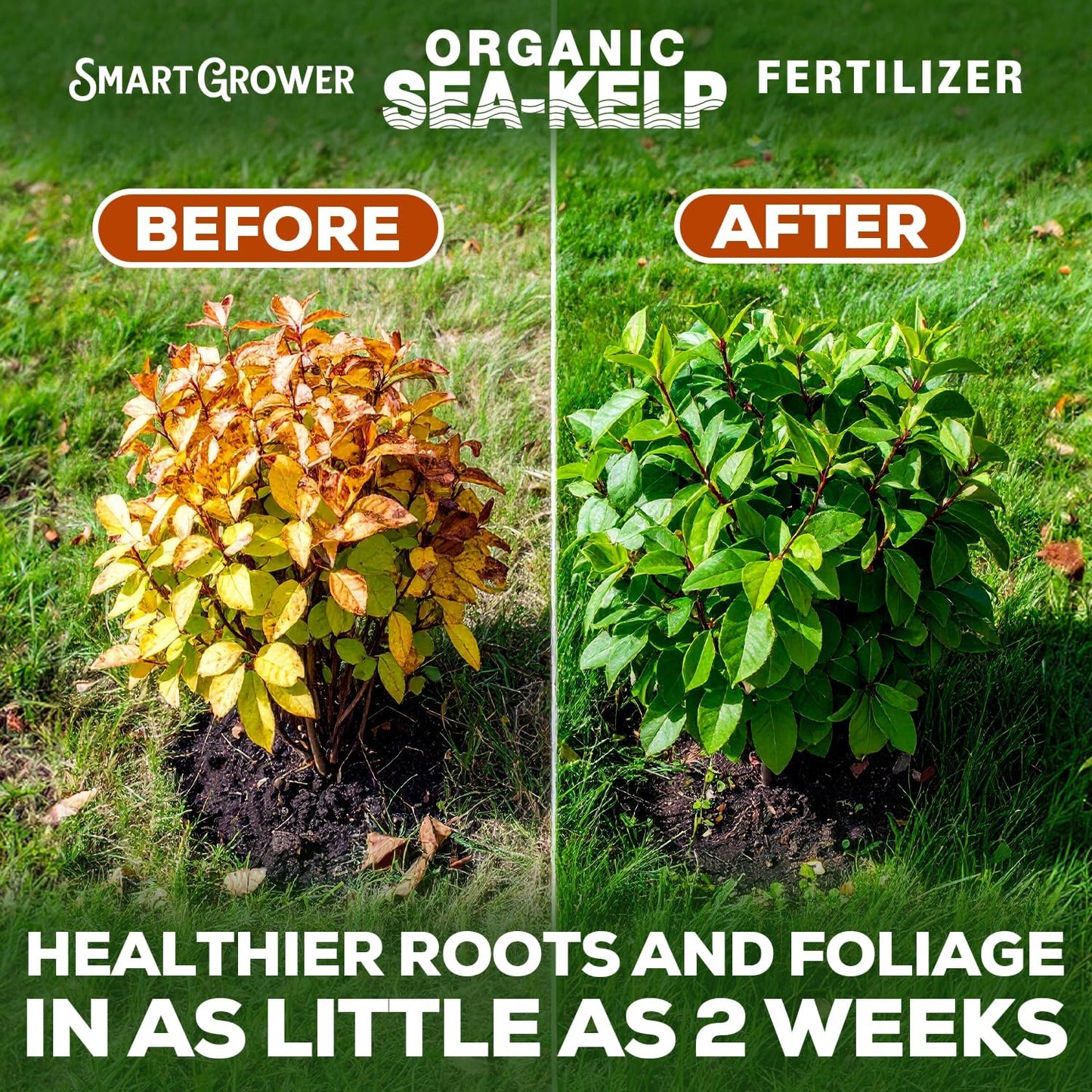 Smart Grower Organic Sea Kelp Fertilizer - Water-Soluble Plant Food for Indoor Gardens | 4oz Bag Makes 100 Gallons