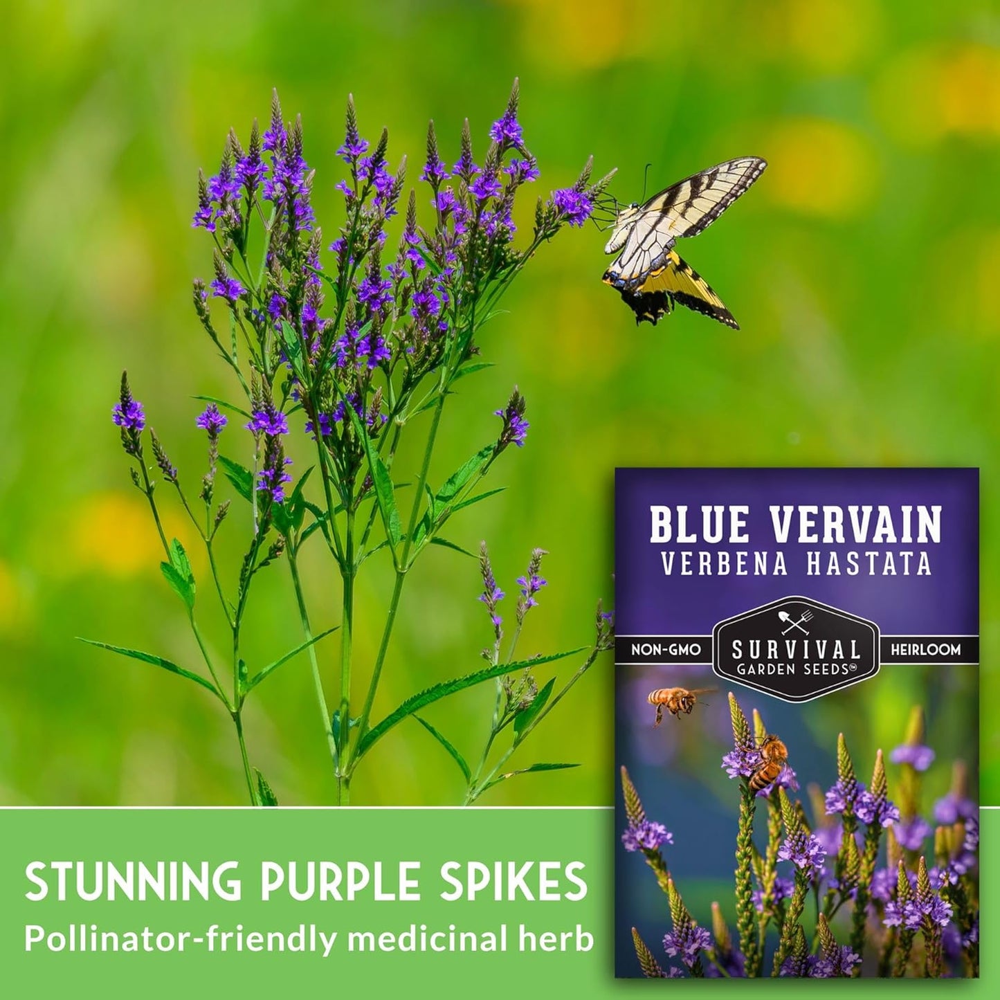 Survival Garden Seeds Blue Vervain Seeds - North American Native Wildflower | Butterfly Magnet - 1 Pack