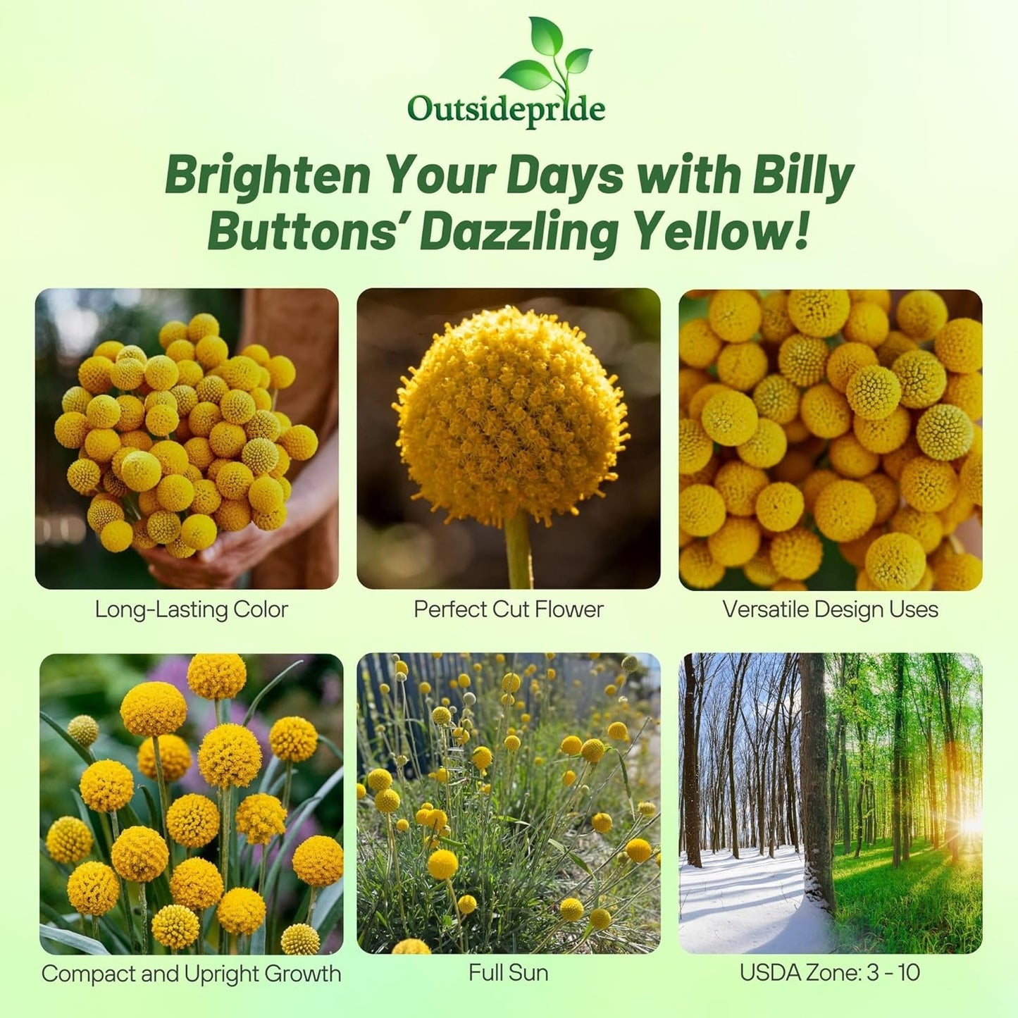 Outsidepride Billy Button Craspedia Globosa Seeds - 1000 Pcs Perennial Flower Seeds for Hardy, Drought-Tolerant Gardens | Yellow Blooms for Cut Flowers & Pollinators