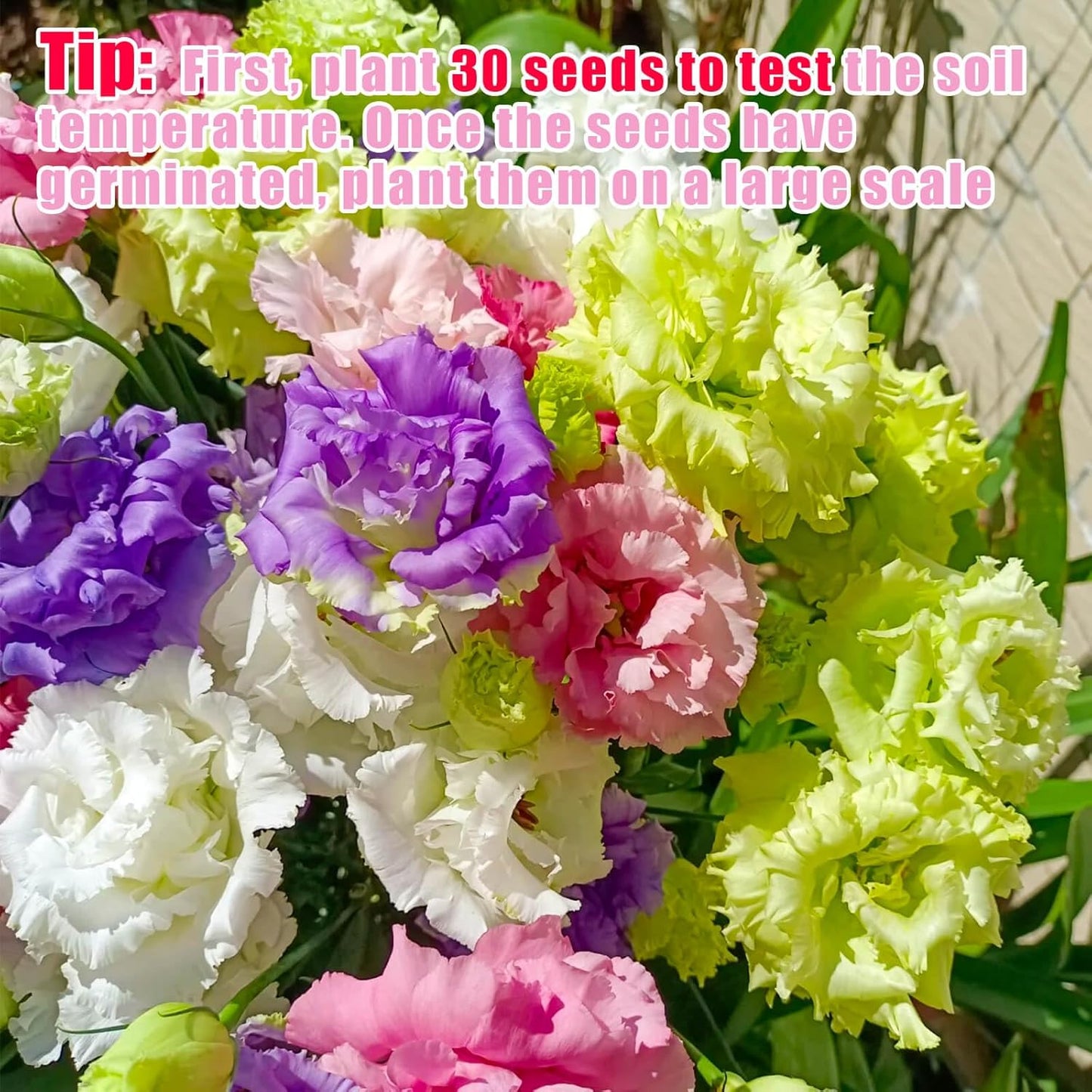 Lisianthus Seeds - Premium Quality 2000+ Seeds for Vibrant Garden Blooms