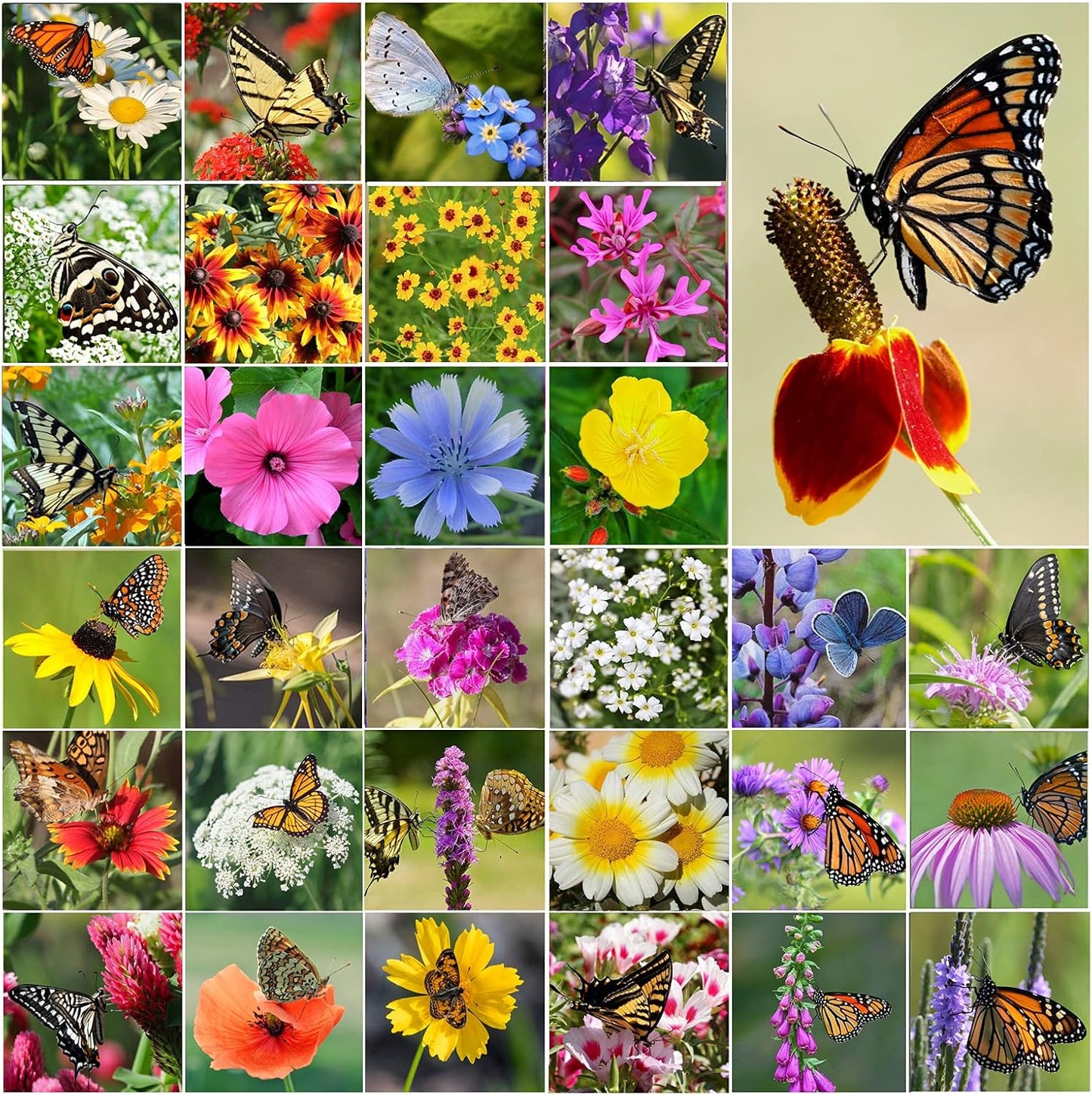 Perennial Wildflower Seeds - 31 Varieties, 100,000+ Non-GMO Seeds for Hummingbird & Butterfly Gardens