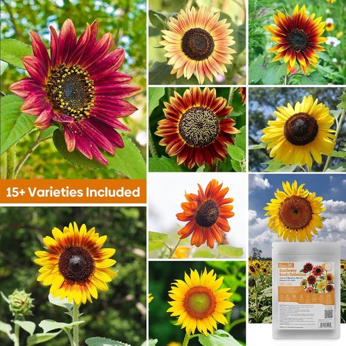 Groundio Sunflower Seeds - 15+ Varieties for Planting | 1 Oz Pack of 300+ Colorful Seeds for Garden