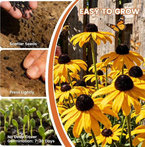 Black Eyed Susan Seeds - 30,000+ Non-GMO Heirloom Flower Seeds for Gardens & Pollinator Attraction