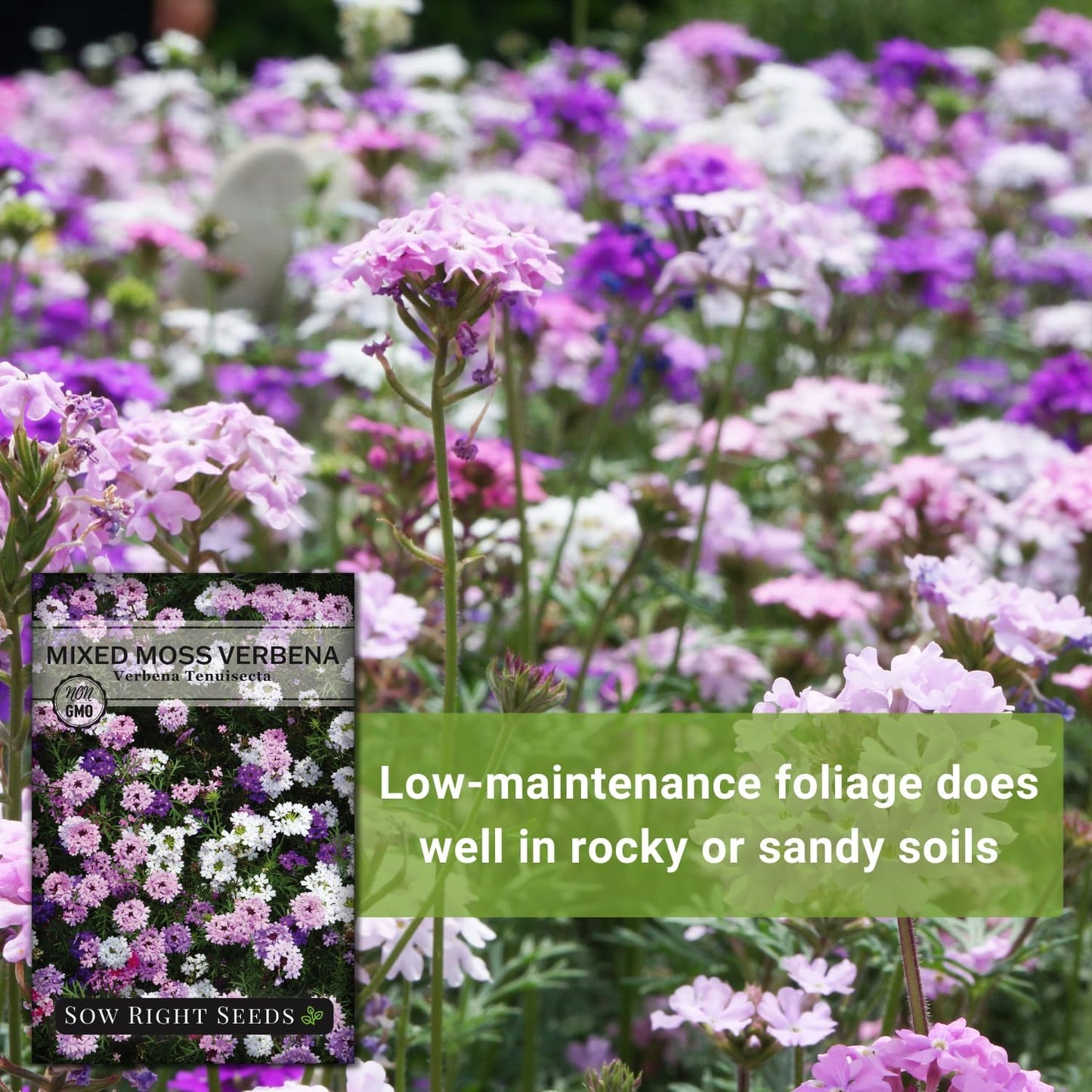 Sow Right Seeds - Mixed Moss Verbena Flower Seeds | Non-GMO Heirloom for Vibrant Ground Cover