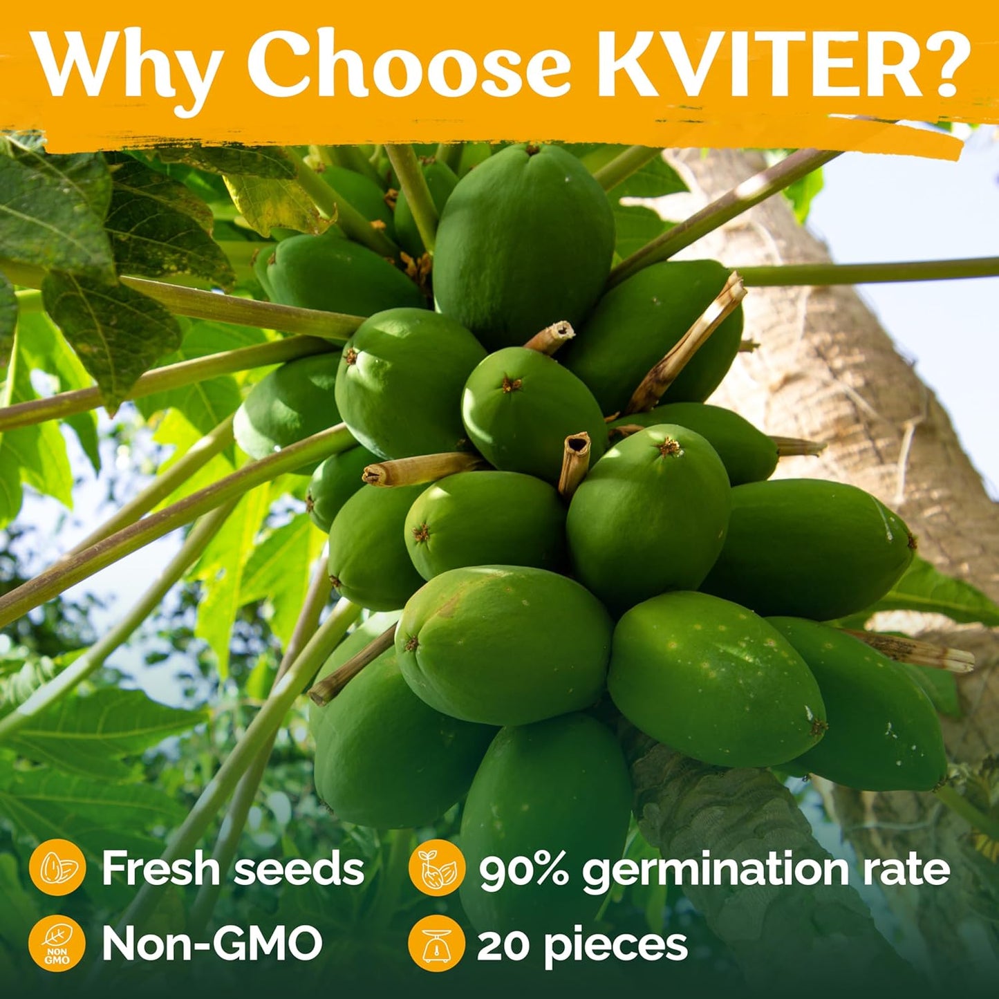 KVITER 20 Waimanalo Dwarf Papaya Seeds - Heirloom, Non-GMO, Fast-Bearing Organic Fruit Seeds for Indoor & Outdoor Gardens