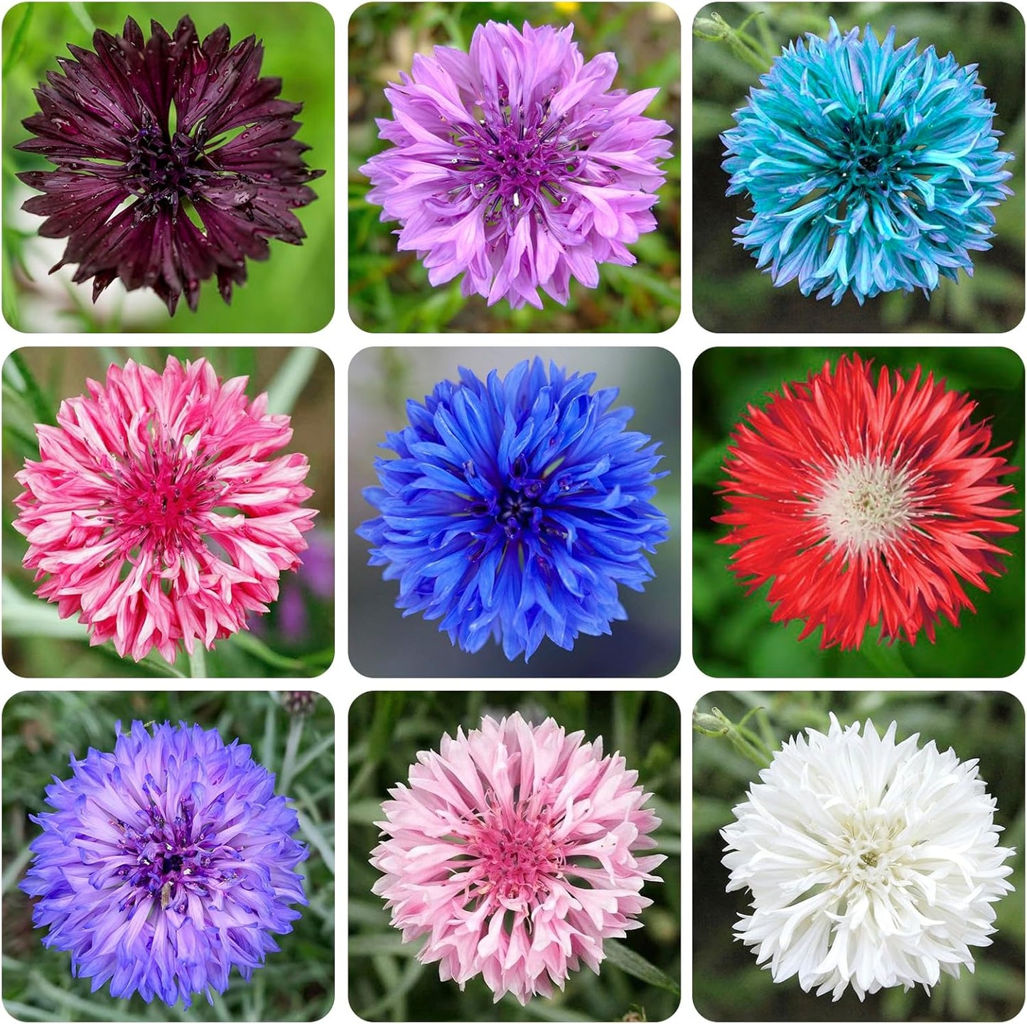 Regine Switzerland 3200+ Mix Cornflower Seeds - Non-GMO Bachelor Button Flower Seeds for Outdoor Gardens