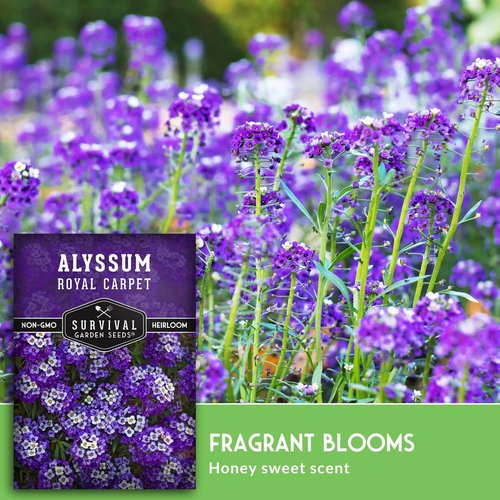 Alyssum Seeds for Planting - Sweet Royal Carpet Purple - Fragrant Non-GMO Perennial Flower | 1 Pack