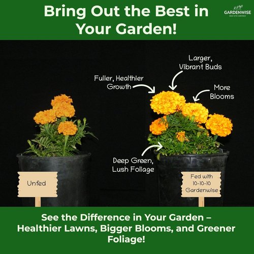 10-10-10 Plant Fertilizer - Slow Release All-Purpose Granular for Vegetables & Flowers | 1/2 Quart