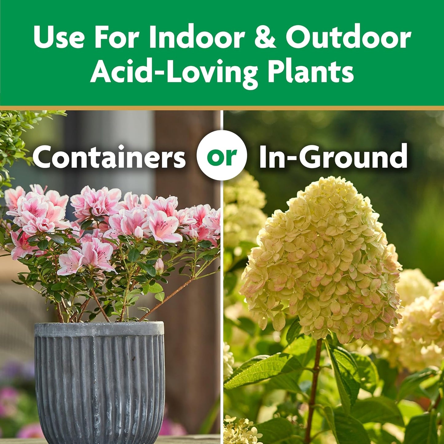 Miracle-Gro Plant Food - Water Soluble Formula for Azaleas, Camellias & Rhododendrons | 1.5 lb