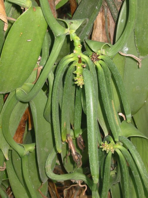 50 Split Extract Grade B Madagascar Bourbon Natural Vanilla Beans 5~6" by Vanilla Products USA (50 Count (Pack of 1))