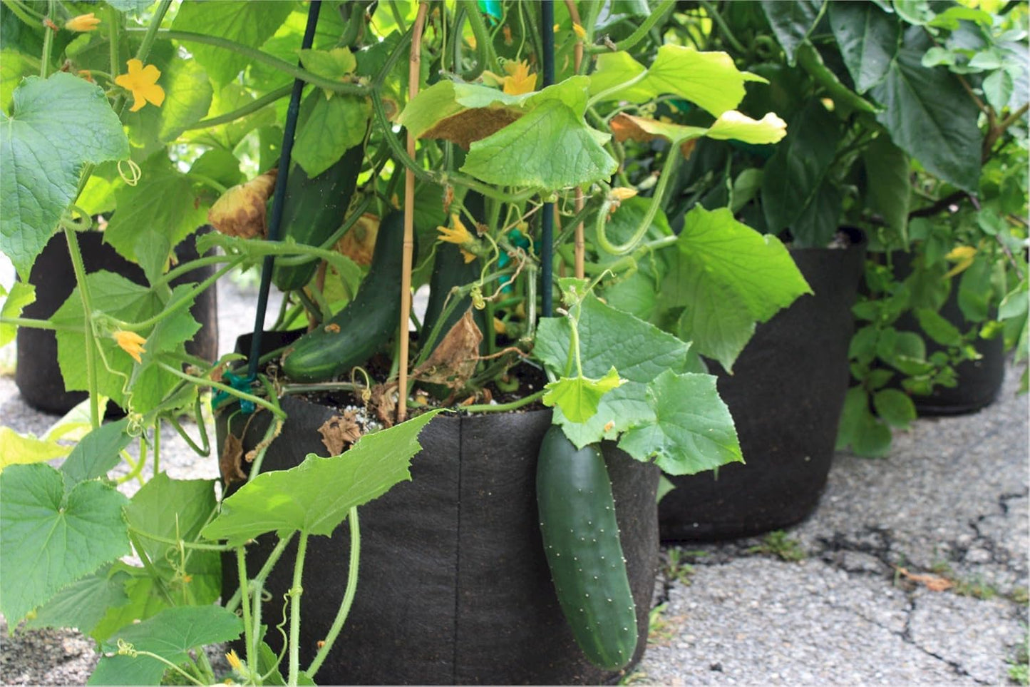 Smart Pots 1-Gallon Soft-Sided Container | Durable Black Gardening Pot for Healthy Plants